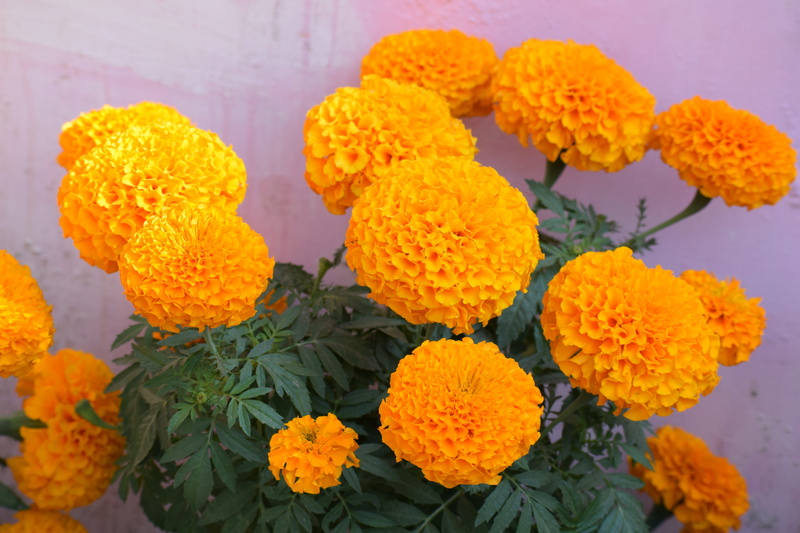 fragility, lantana, flower arrangement, beauty in nature, yellow, calendula, plant part, marigold, flowering plant, naturopathy, flowers, day, flower head