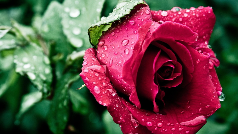 4K, water drops, rose, red rose, rain drops, drops, close