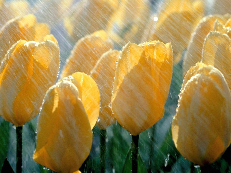 tulips, nature, flowers, 720P, rain