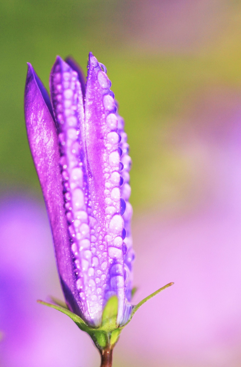 selective, beauty In Nature, close-up, bud, flower Head, flower, photography, dewdrops, macro, 2K, green Color, plant, purple, nature, focus