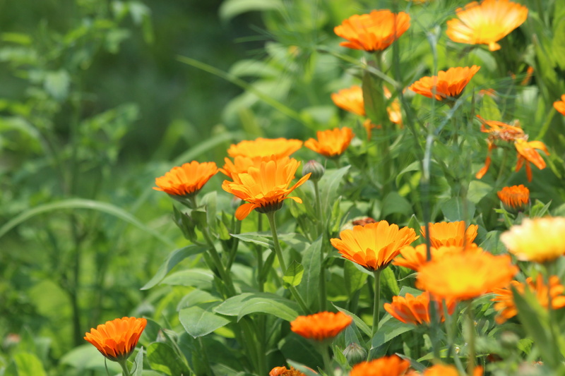 drug, flowering plant, orange color, flower, petals, selective focus, flora, flowerbed, plant stem, closeup, bloom, plant, flower head, summer, day, growth