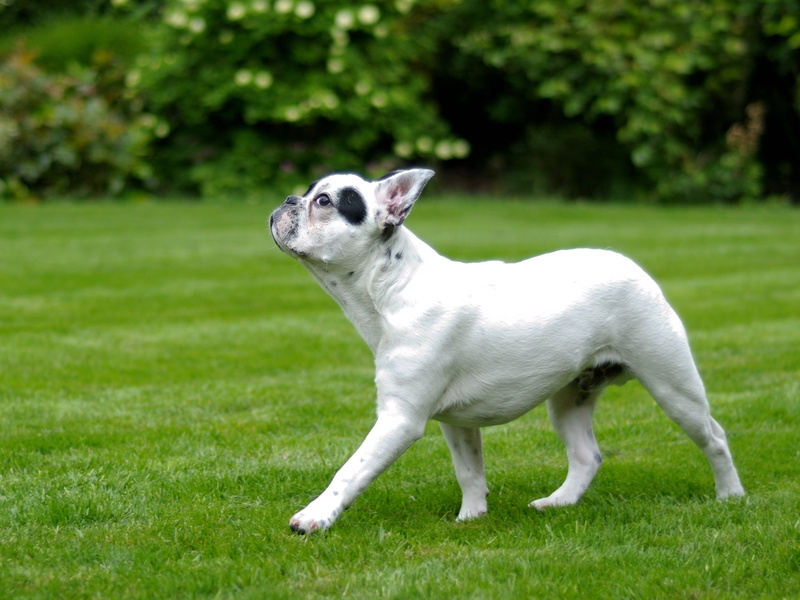 small, nature, plant, white, no people, one animal, domestic animals, day, animal, mammal, green color, domestic, coated, field, land, grass, pets, jack russell terrier
