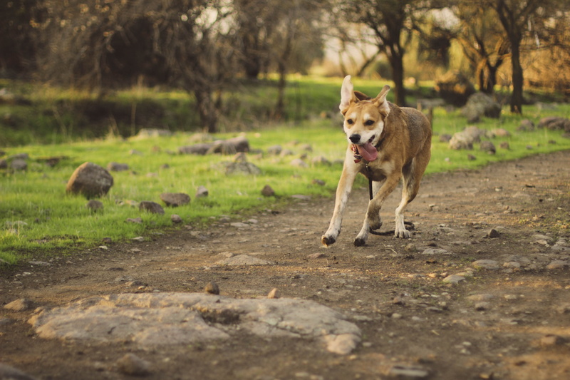 domestic animals, coated, outdoors, land, domestic, pets, dog, plant, path, canine, pathway, nature, field, medium, selective focus, no people, daytime