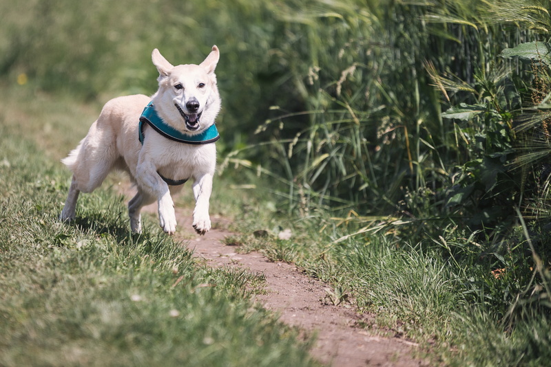 domestic, white, green color, race, vertebrate, running, short, pet, mixed breed dog, brown, selective focus, one animal, field, run, fun, grass, daytime