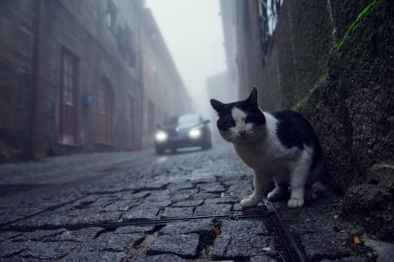whisker, built structure, building exterior, pets, 1080P, domestic cat, mammal, no people, city, cobblestone, worms eye view, vertebrate, domestic, day