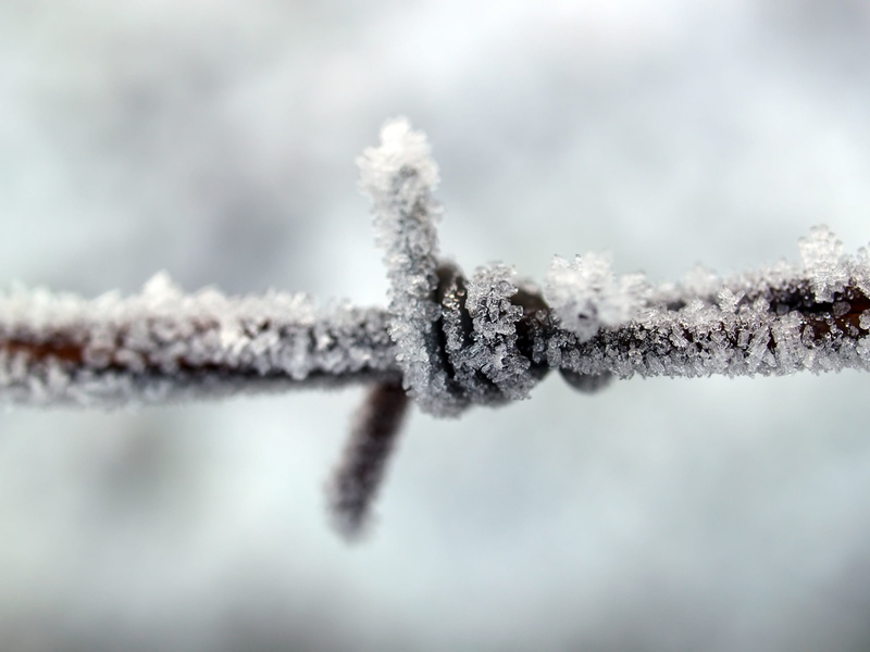 barbed wire, fence, no people, close-up, ice, fir tree, security, day, barrier, extreme close-up, beauty in nature, tree, snowflake, rusted, old, demarcation