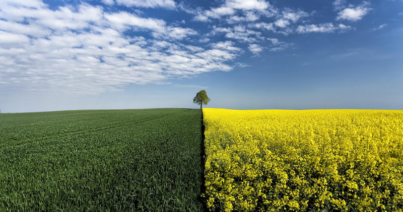 wood, boundary, field, 1080P, canola, wood boundary