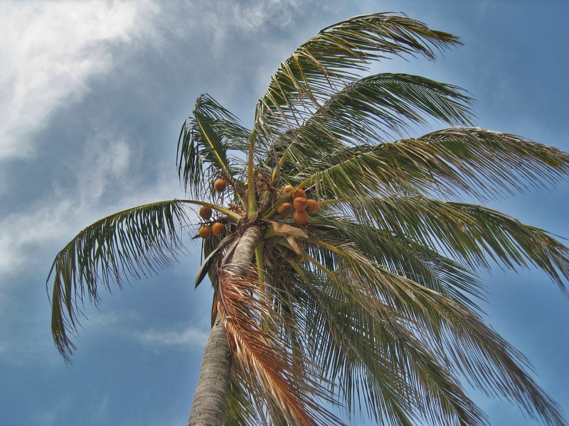 wind, day, green color, coconut, tropical Climate, usa, tranquility, tropical, tree trunk, tropics, palm tree in the storm, beauty in nature, uncomfortable