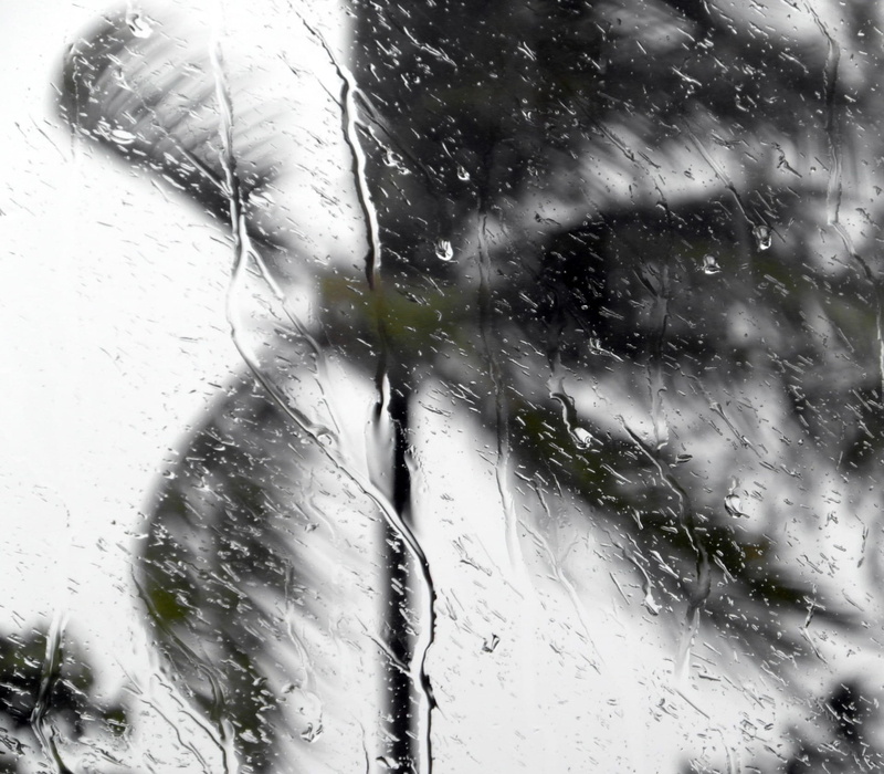 close-up, lifestyles, clouds, weather, motion, rain, tropical, wind, card, bending, blowing, palm, portrait, tree, 1080P, danger, rainy, untitled, thunderstorm