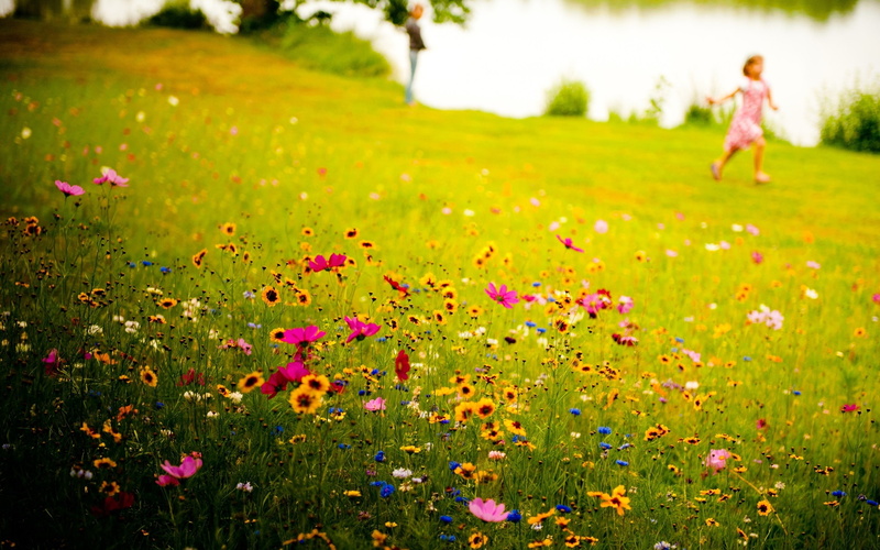 Wildflowers, hd, Flowers, meadows, nature, blurred background, blurred, 2K, children, art, Landscapes, background, grass