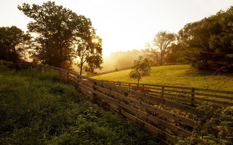 beauty in nature, wooden, landscape, tranquil scene, growth, lens flare, trees, boundary, grass, tranquility, sunset, tree, green color, scenics - nature