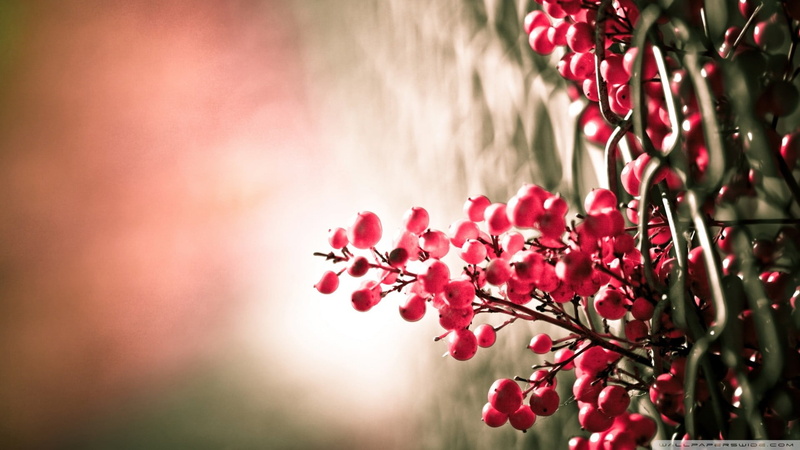 pink color, plant, selective focus, beauty in nature, close-up, mistletoe, no people, selective, nature, plants, springtime, fence, cherry tree, outdoors
