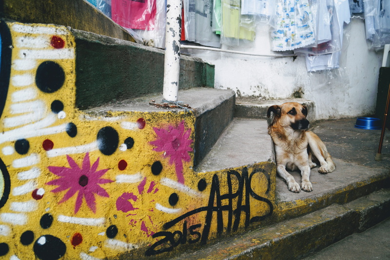 rio, vertebrate, day, dog, architecture, brazil, graffiti, portrait, no people, favelas, sitting, built structure, domestic animals, metal, favela santa marta tour