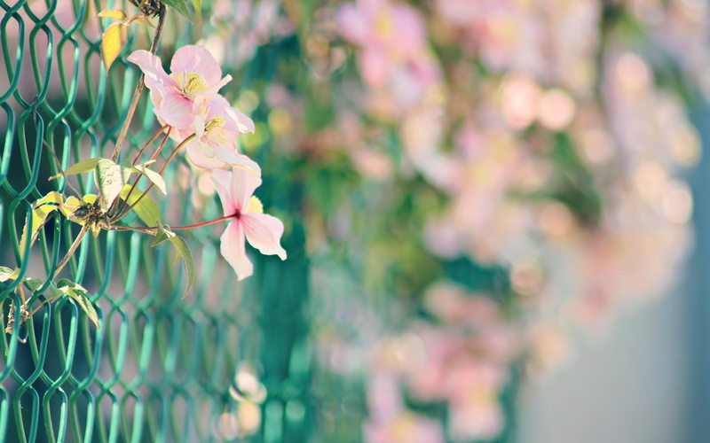 1080P, hd, flowers, blur, nature, macro, fence