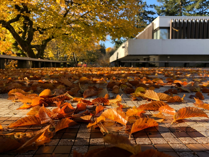 canada, shotoniphone, no people, fall, leaf, trees, orange color, the university of british columbia, vancouver, dry, plant, change, autumn, falling, built structure
