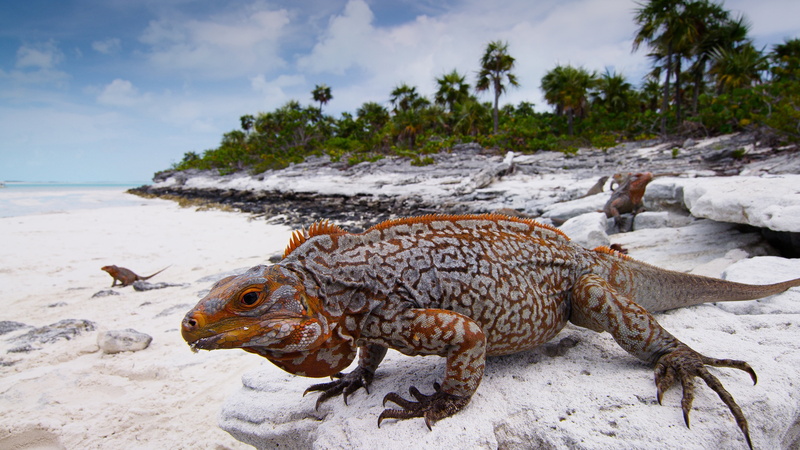 animal wildlife, wildlife, beach, animal themes, one animal, land, no people, sky, nature, water, 4K, hd, photo, iguana, animal, marine, cloud - sky, sea