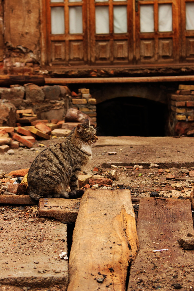 architecture, feline, nature, relaxation, mouth open, one animal, cat, domestic cat, iranian, mammal, sitting, old, 5K, domestic animals, no people, animal themes