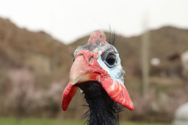 beak, animal body part, bird, one animal, iranian chicken, vertebrate, guinea fowl, focus on foreground, mammal, outdoors, animal wildlife, day, close-up