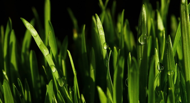 tranquility, field, new, Aero, full frame, nowruz, no people, nature, Fresh, land, growth, bamboo - plant, blade of grass, dew, iranian, outdoors, backgrounds