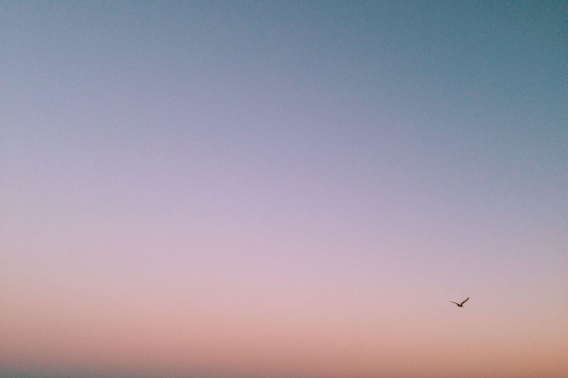 flying, sunset, low angle view, 2K, animal wildlife, birds, silhouette, nature, mid-air, animals in the wild, tranquility, clear sky, blue, sky, animal