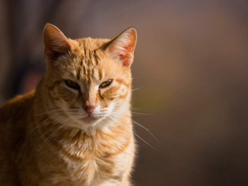 kitty, one animal, animal head, ears, 4K, domestic animals, headshots, feline, no people, cute, relaxation, meow, bokeh, tabby, cats, cat, light, beautiful