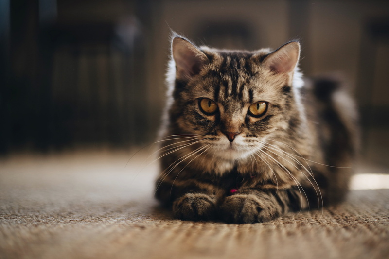 beautiful, animal themes, eyecontact, whisker, still, young animal, no people, cafe, feline, portrait, indoors, relaxation, animal head, 50mm, mammal, cat