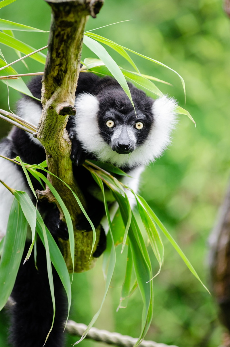 exotic, daytime, looking at camera, wildlife, outdoors, tree, plant part, black, branch, plant, animals in the wild, leaves, animal wildlife, bamboo - plant