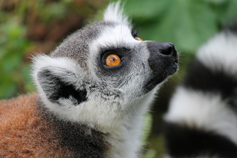 primate, nature, species of primate, body part, lemur, spotted tail, looking, snout, attention, head, eyes, portrait, expression, black, lemur monkey, one animal