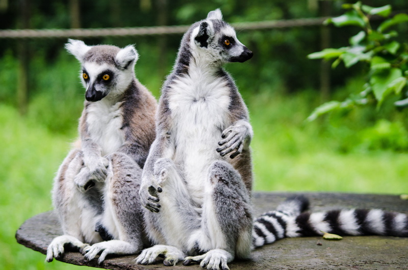 family, Nature, forest, no people, outdoors, Lemur, looking, mammal, wild, fur, tailed, sitting, madagascar, day, Wildlife, group of animals, primate, animal themes