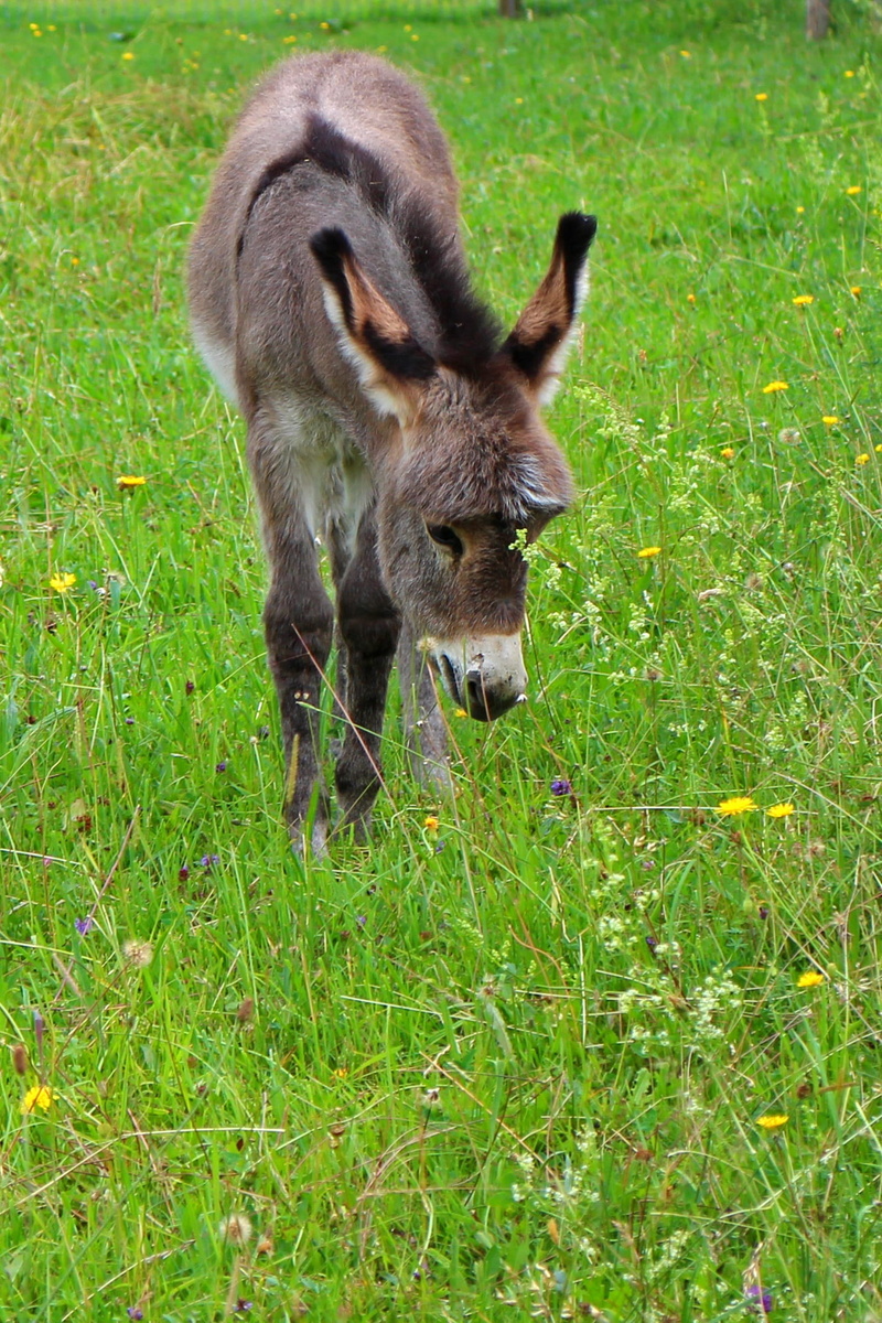 mammal, young animal, animal wildlife, field, grazing, outdoors, eating, eyes, vertebrate, plant, nature, animal, deer, Foal, donkey foal, baby, animals in the wild