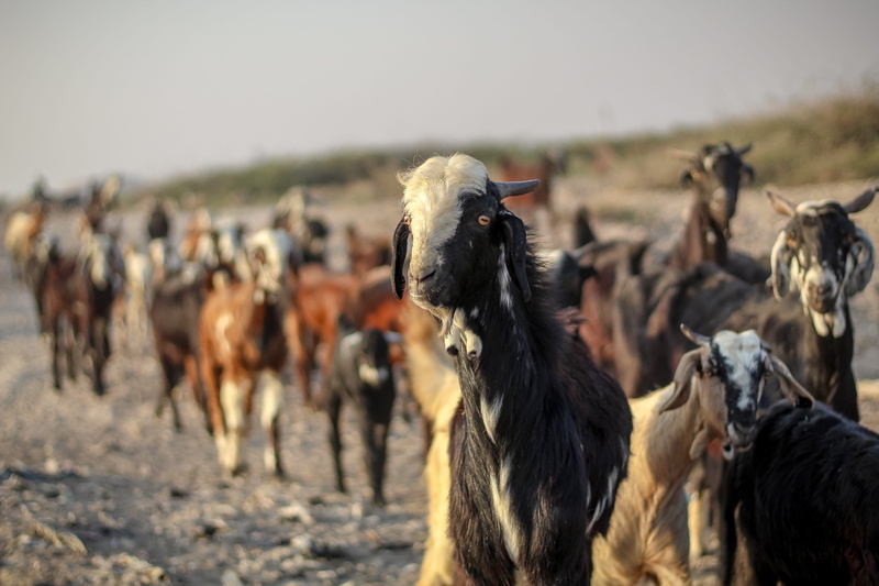 field, white, angus, wildlife, goat, emu, cow, cattle, pets, animal themes, herbivorous, focus on foreground, stallion, antelope, hyena, horse, animal wildlife