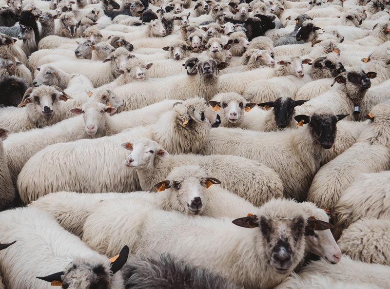 no people, agriculture, mammal, domestic animals, animal themes, white color, 4K, outdoors, blizzard, llama, heads, wool, flock, goat, large group of animals