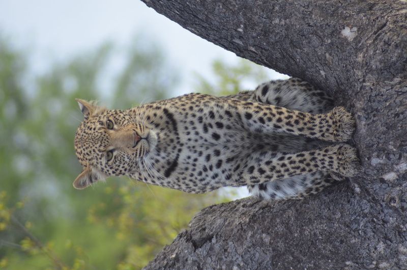 zoo, feline, carnivora, cat, panther, big cat, focus on foreground, porcupine, snow leopard, 4K, no people, mammal, rhino, animals in the wild, alligator