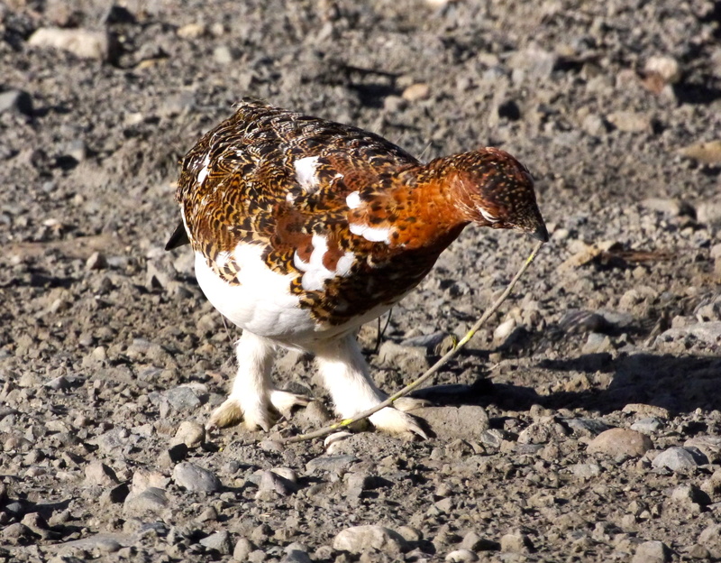 outdoors, winter, poultry, animal wildlife, grouse, animal, alaska, ptarmigan, one animal, high angle view, field, chicken, 2K, denali national park, full length