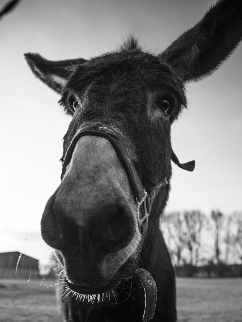 mouth, horse, focus on foreground, llama, animal mouth, france, close-up, bnw, pets, mammal, animal head, herbivorous, working animal, donkey in normandy