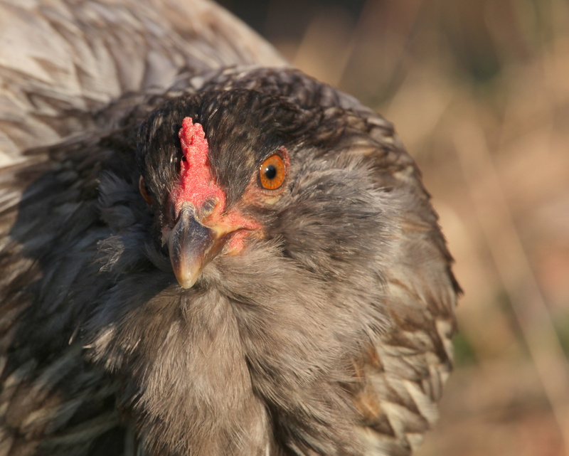 focus on foreground, stare, animal eye, easter egger, black color, looking, hen, nature, animal body part, animal head, animal themes, beak, outdoors, poultry
