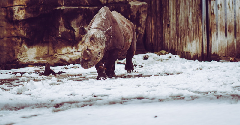 animal themes, rhino, animal, vertebrate, rhinoceros, animal wildlife, animals, day, winter, standing, elk, snow, zoo, africa, llama, warthog, herbivorous