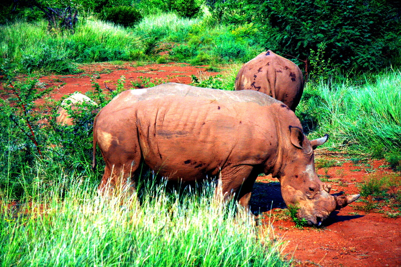iris, rhino, domestic, animal, one animal, livestock, nature, bush, green color, field, reed, animal wildlife, flower, herbivorous, lawn, standing, blossom