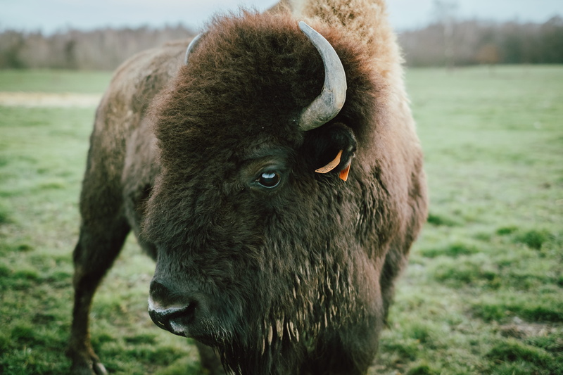 look, horns, mammal, domestic animals, focus on foreground, animal head, cattle, llama, land, ox, wild, one animal, field, day, plant, alpaca, wildlife
