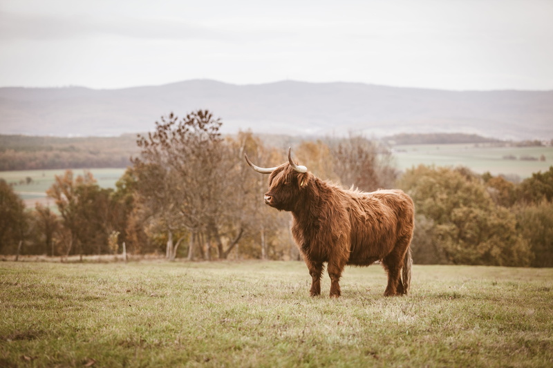 grass, environment, herbivorous, wildlife, angus, outdoors, field, middle, llama, no people, stitch, ox, cow, land, coyote, domestic animals, horned, alpaca