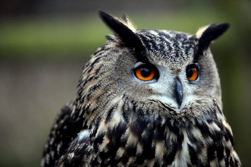 fowl, portrait, toucan, animal, bird, buzzard, wildlife, hawk, one animal, vertebrate, owl, animal themes, animal wildlife, accipiter, owl close up, quail