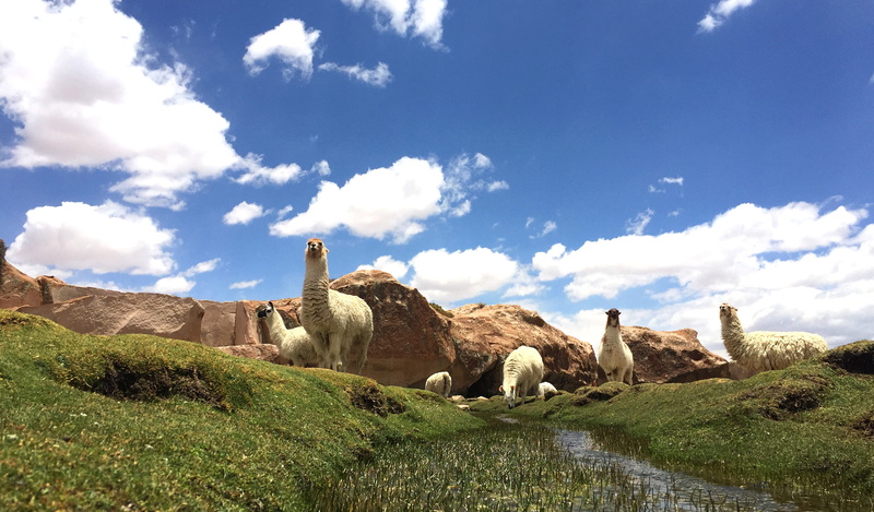 plant, mammal, environment, bolivia, architecture, wilderness, the past, land, white, 2K, nature, grass, travel, animal, wildlife, cloud - sky, livestock