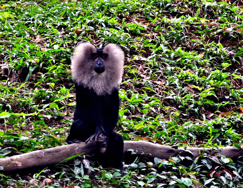 wild, family, brown, plant, long, macaca, tailed, life, indonesia, tropical, animal family, full length, habitat, animals in the wild, jungle, macaque
