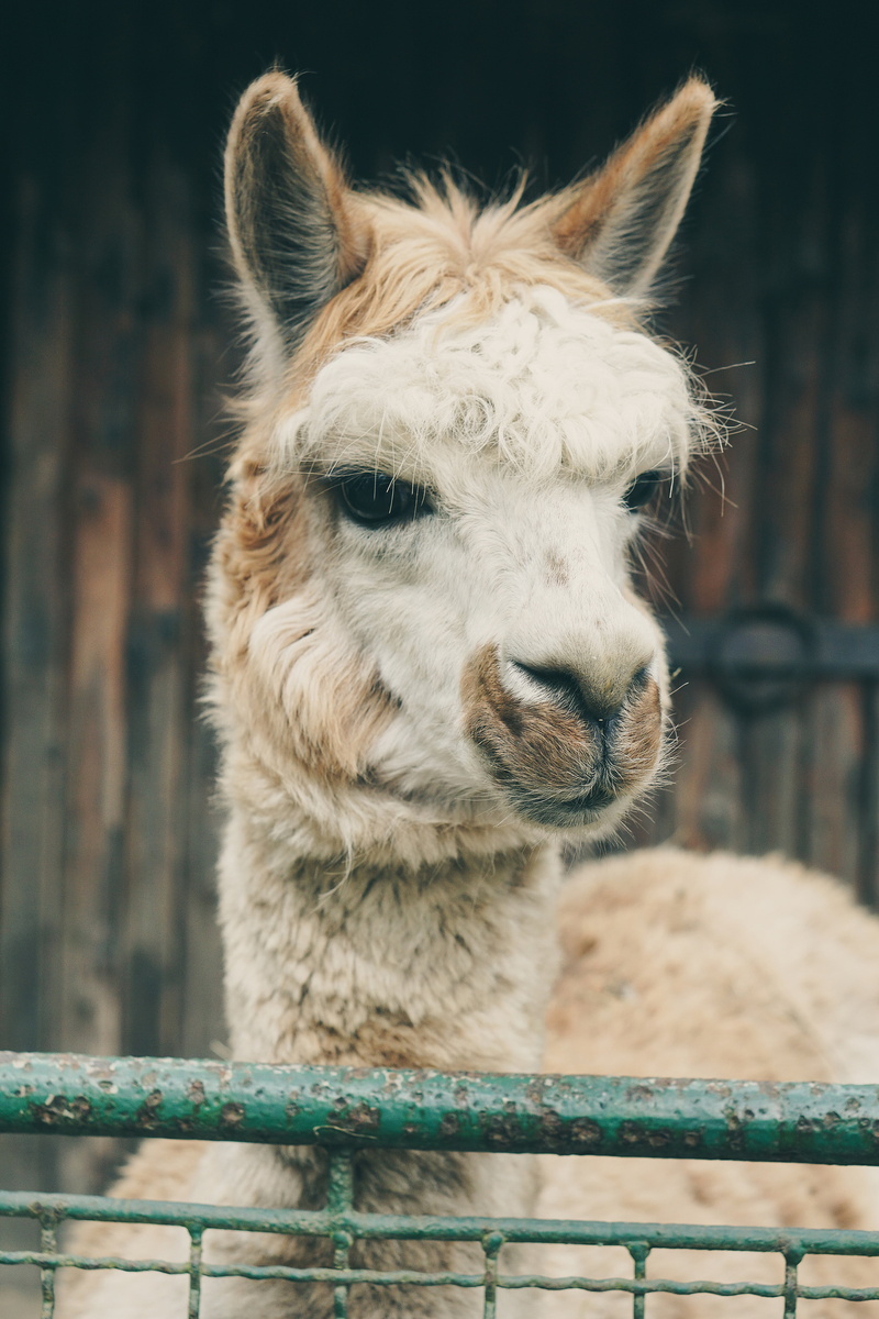 imprisoned, animal head, livestock, alone, animal, powerful, domestic, mammal, boundary, cute, fence, animal wildlife, barrier, llama, lonely, caught, sad