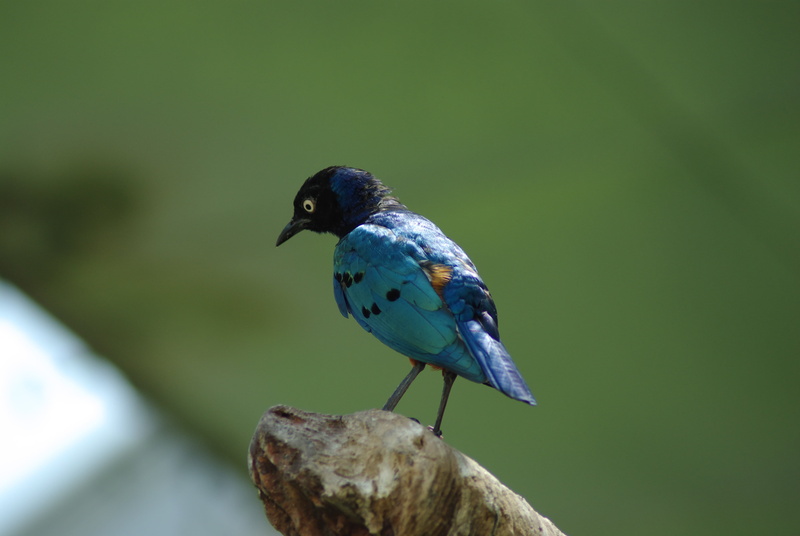 feather, blue bird, beak, 4K, photo, bird, daytime, wildlife, blue, nature, bokeh, animal