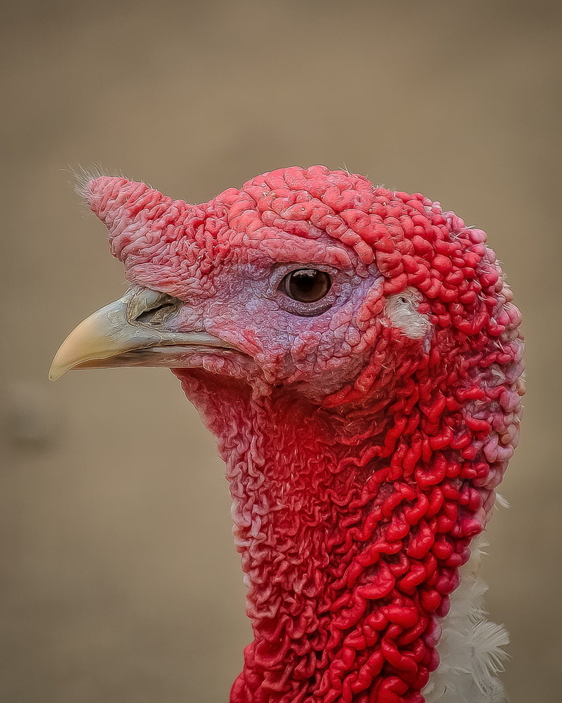 animal themes, nature, close-up, domestic animals, vertebrate, chicken - Bird, turkey, animal eye, pets, profile, 1080P, animal, picture, domestic, animal wildlife