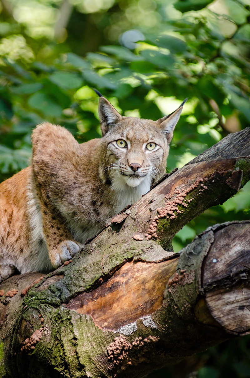 vertebrate, cat, predator, hunter, focus, pets, feline, focus on foreground, animal, brown, wood, tree, domestic animals, animal themes, plant, looking