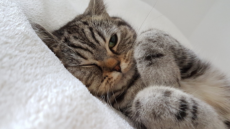 short, animal themes, cat, cat ear, close, vertebrate, textile, ears, cute, resting, close-up, fine, eyes closed, head, no people, white, tabby, cat ears
