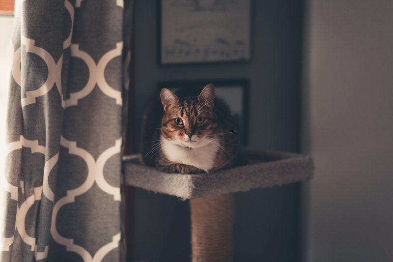 kittens, architectural column, feline, mammal, pet, tree, cat face, vertebrate, domestic cat, cat, alertness, curtain, animal, looking at camera, brown
