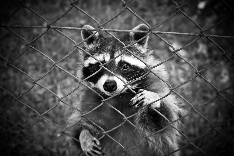 barrier, wildlife, boundary, animal themes, chainlink fence, one animal, animals in the wild, raccoon, mammal, animal wildlife, behind, animal head, chain